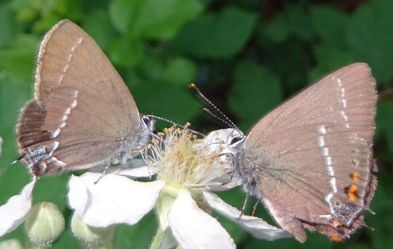 Satyrium spini ?....s.